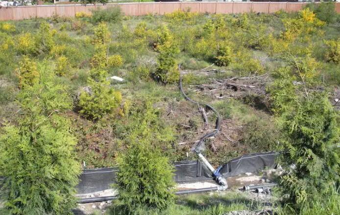 利用自然植被作为雨水的最佳管理实践